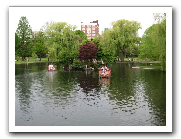 Swan boats on the Common